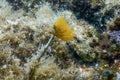 Tubeworm underwater Sabella spallanzaniiÃÂ Sea Life